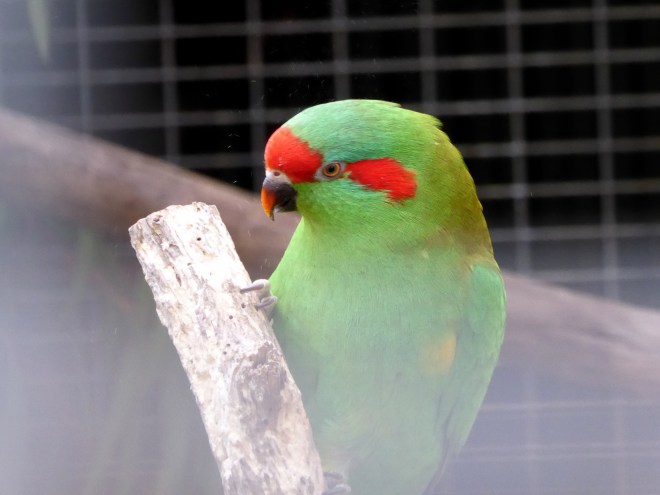 Native Musk Lorikeet