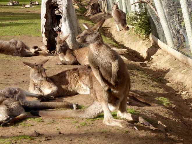 So many kangaroos waiting for us