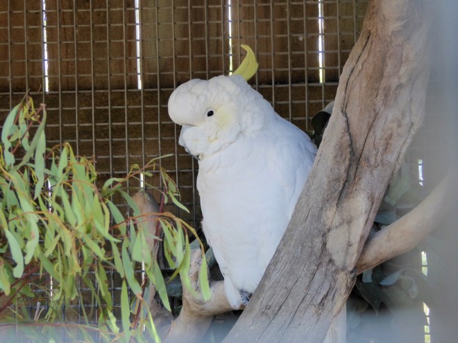 Sulphur Crested Cockatoo