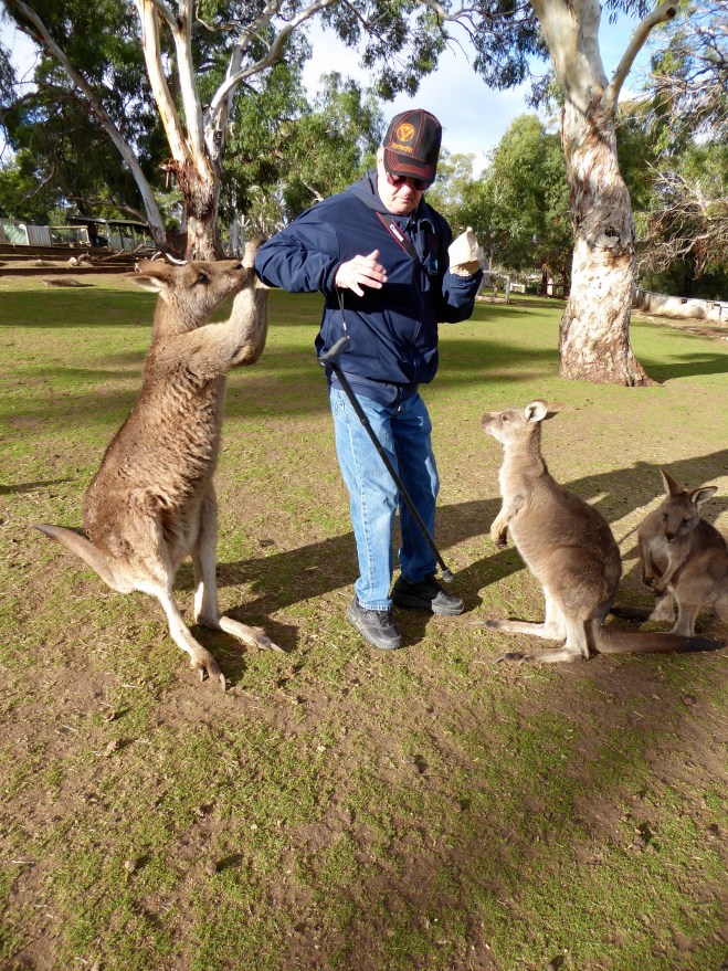 Human has food and the kangaroos want it