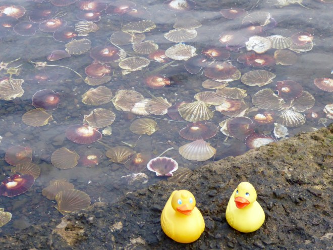 Look at these shells