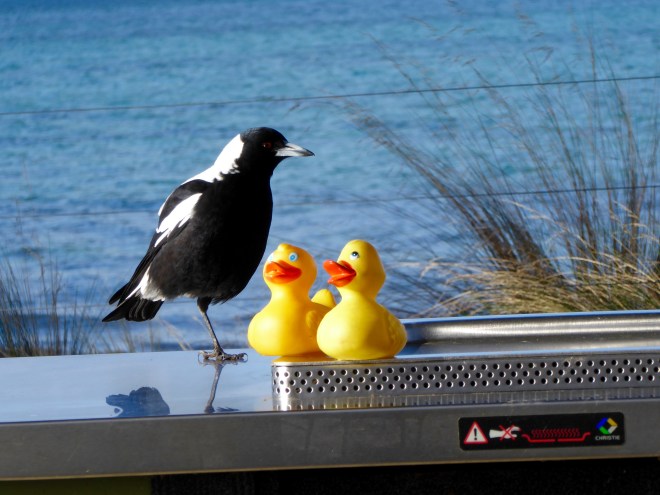 Company of our kind on the gas grill.