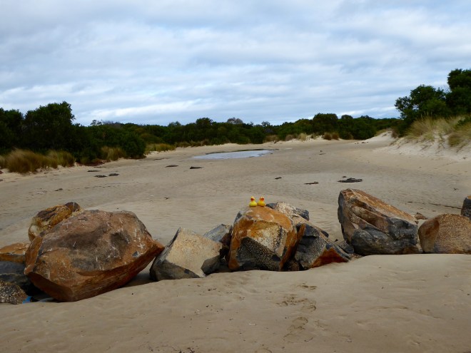 Yellow ducks on yellow rocks