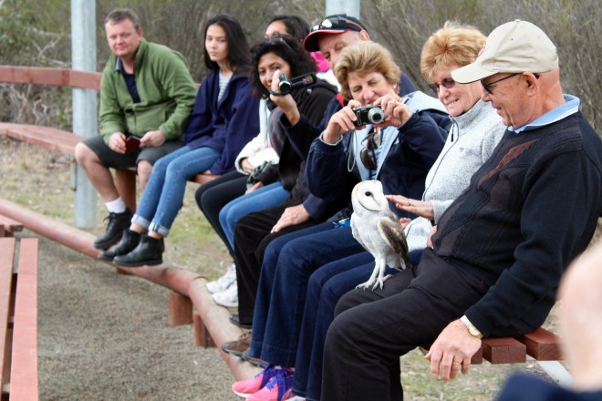 Friendly Snowy Barn Owl