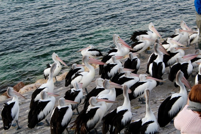 Many pelicans