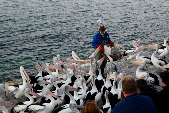 Man talking while pelicans get some fish