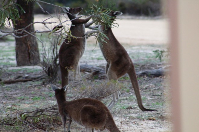 This may be a contact sport