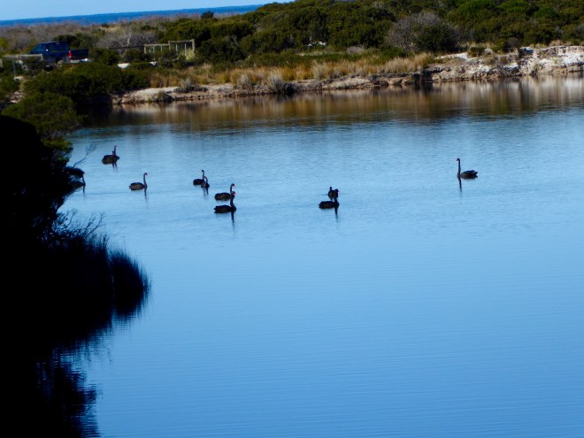 Several beautiful black swans