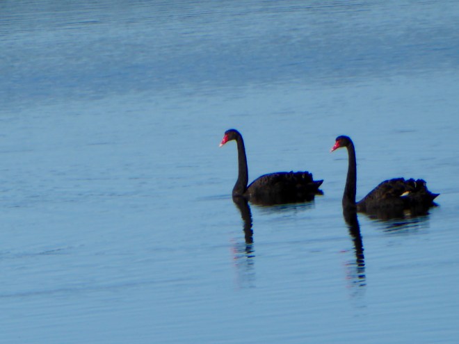 Love the bright red beaks