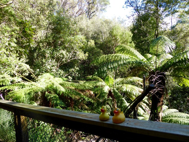 We are in a rain forest