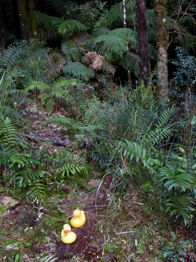 It is wet in this rainforest and seems mysterious