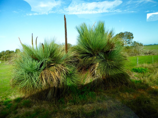 A grass tree
