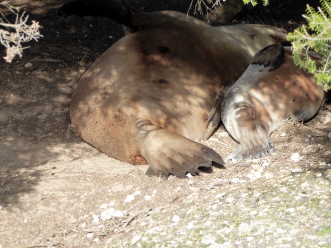Mom and Baby resting under a bush