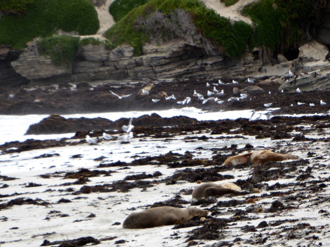 Birds on the beach also
