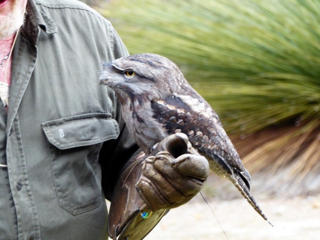 Tawny Frogmouth
