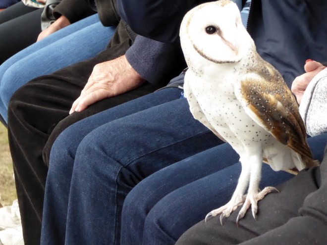 Snowy Barn Owl