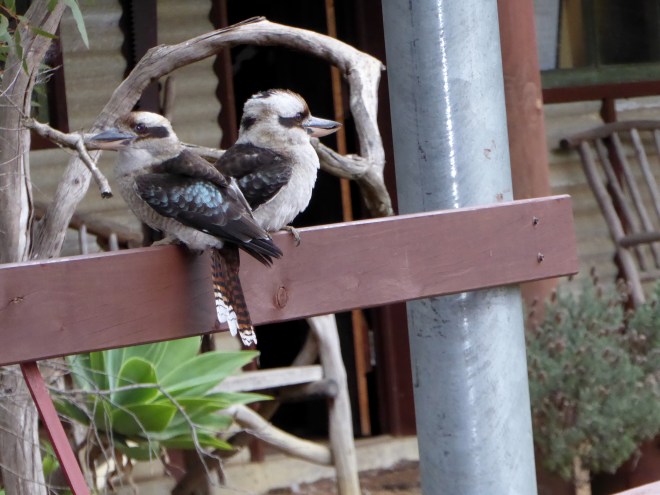 Kookaburras