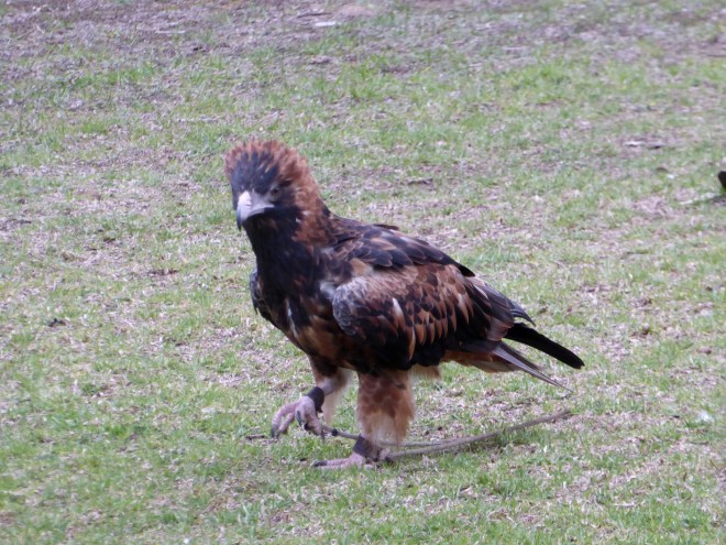 Black Breasted Buzzard