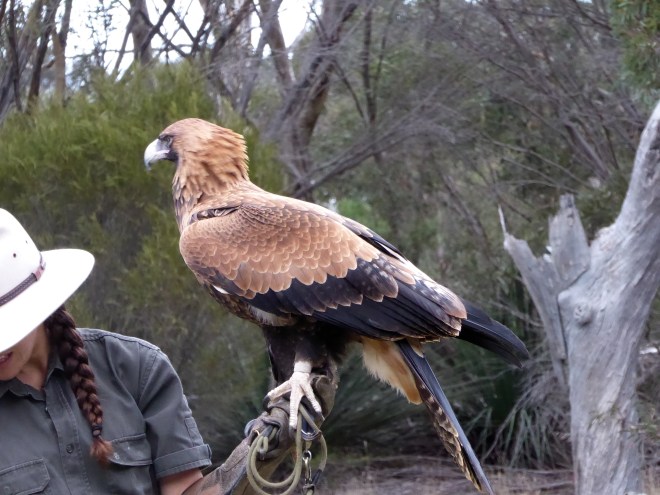 Australian Eagle