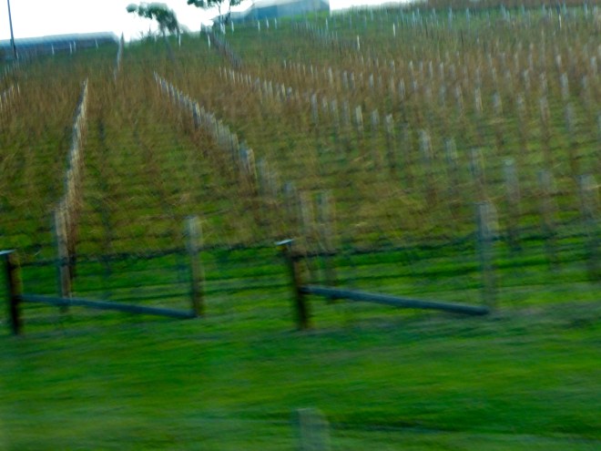 Grape vines trimmed back for winter