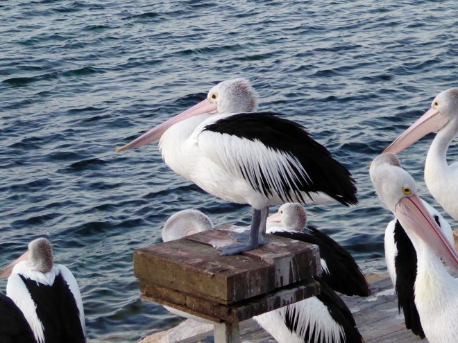 Australian Pelican