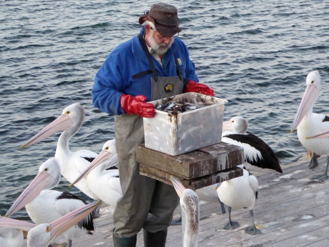 Box of fish for pelicans