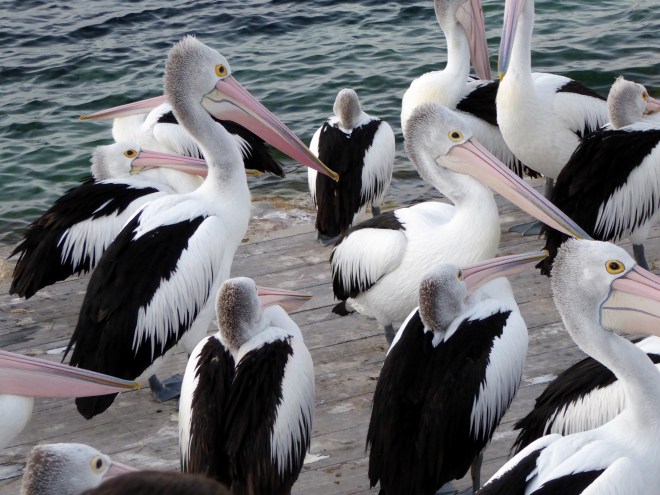 Eager pelicans