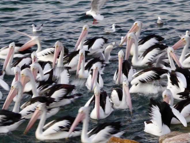 Pelicans patiently waiting