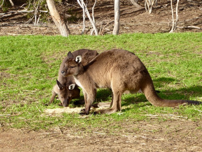 Kangaroos in the back yard
