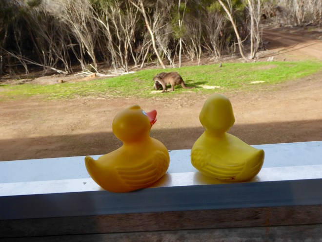 We are watching these kangaroos