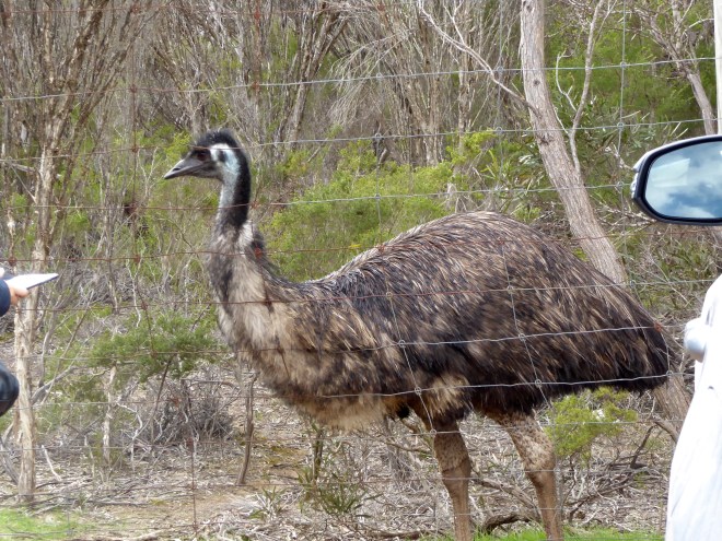 Emu at Emu Ridge