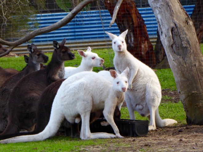 Our kangaroo greeters