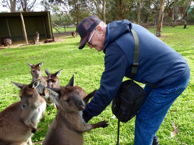 These kangaroos like humans