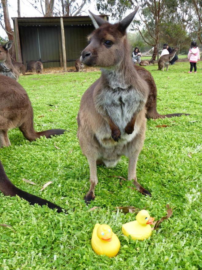Kangaroos and ducks meet