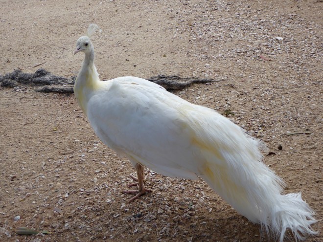 White peacock