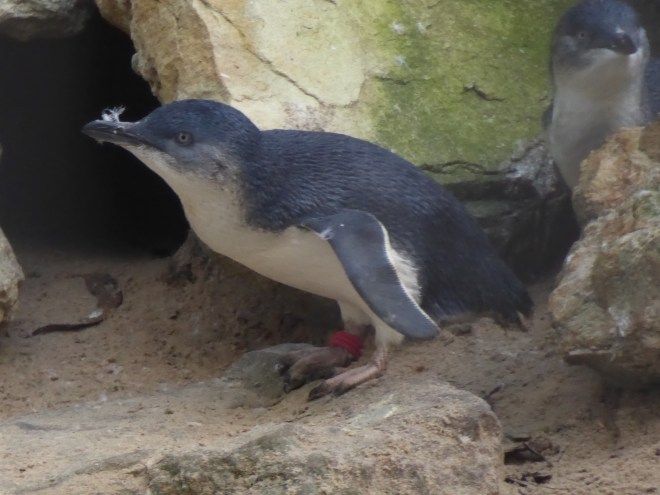 Fairy penguin or Little Penguin