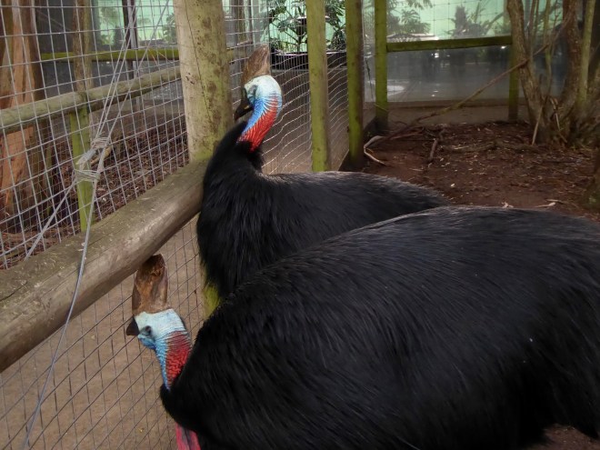 Southern Cassowary