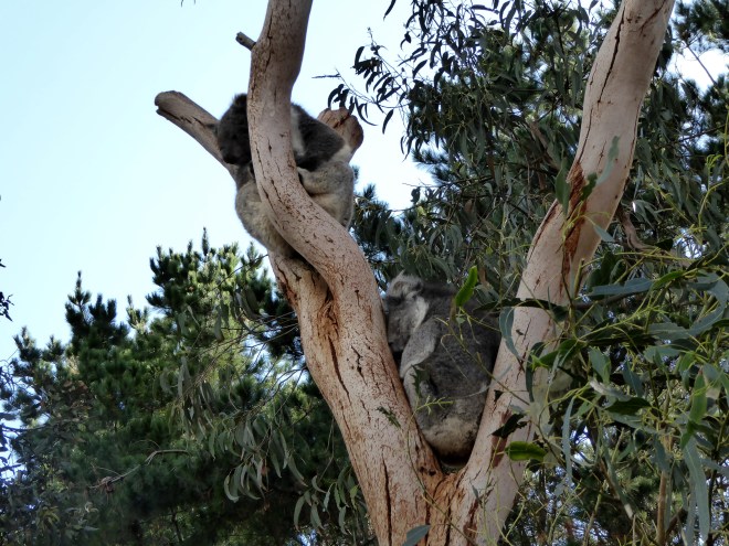 Koala at rest