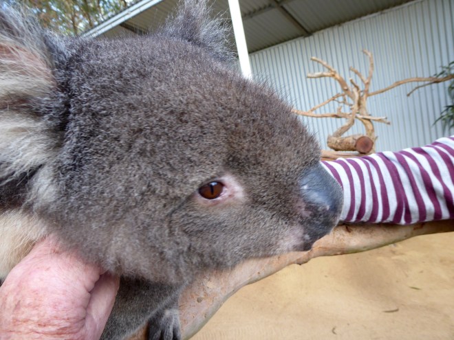 Koala likes humans