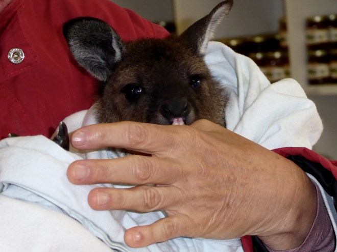 Baby kangaroo likes humans also