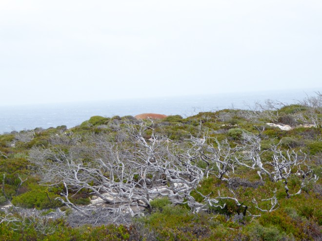 Terrain shows results of constant ocean winds