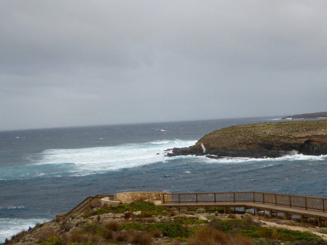The boardwalk to see New Zealand Fur Seals