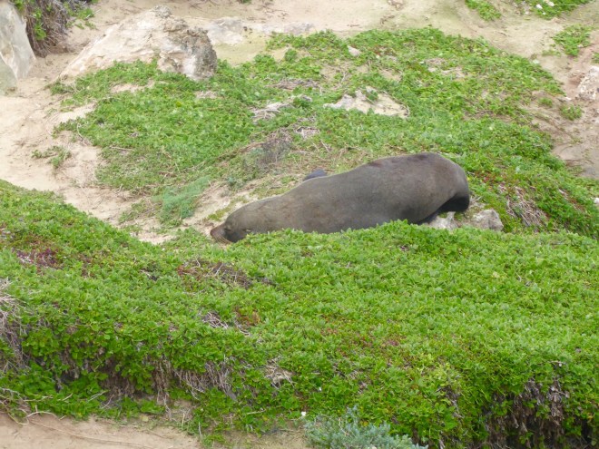 Resting New Zealand Fur Seal