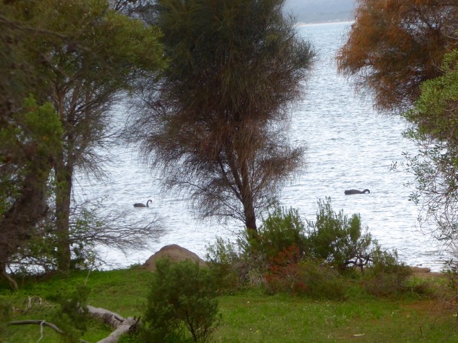 Swans are so graceful