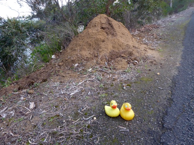 Termite hill on Kangaroo Island