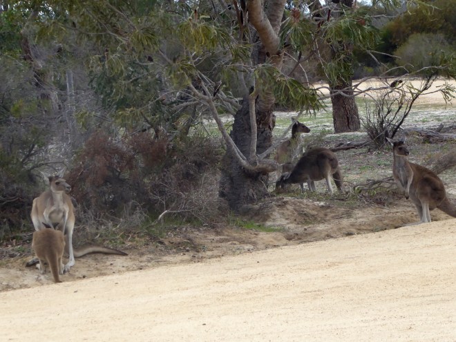 Wild kangaroos but they are not afraid of us--from a distance