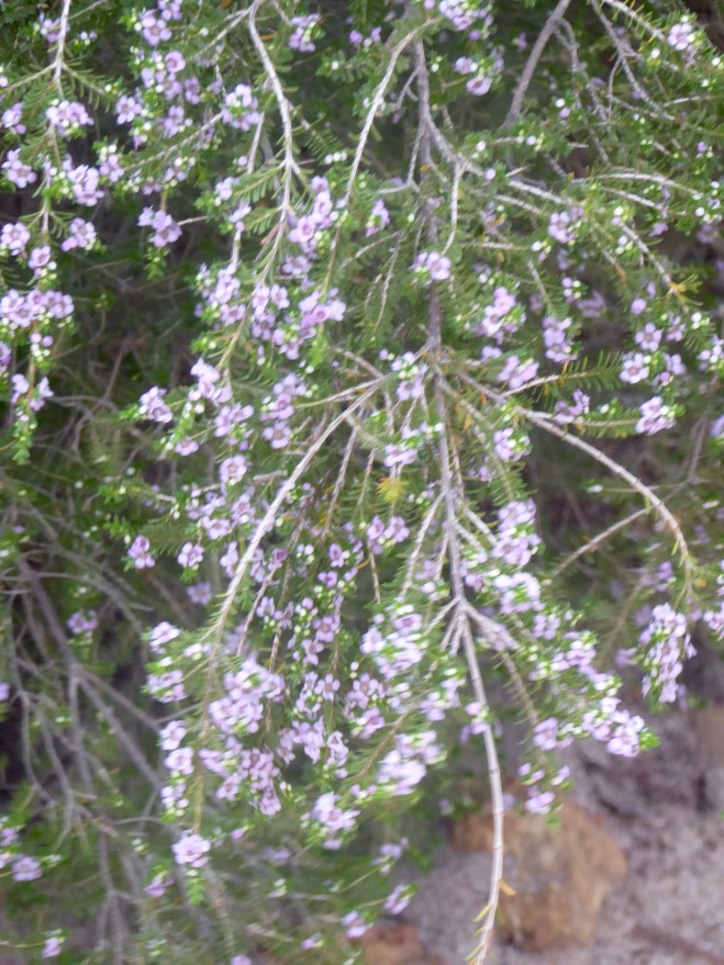 Wildflowers beginning to bloom