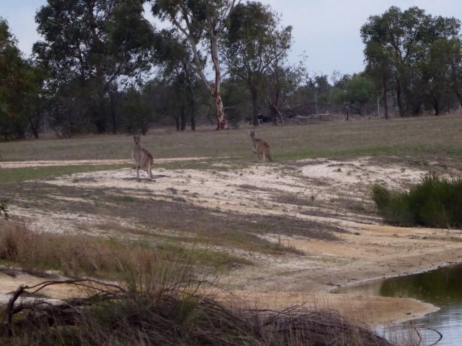 Wild kangaroos playing but ran away from us