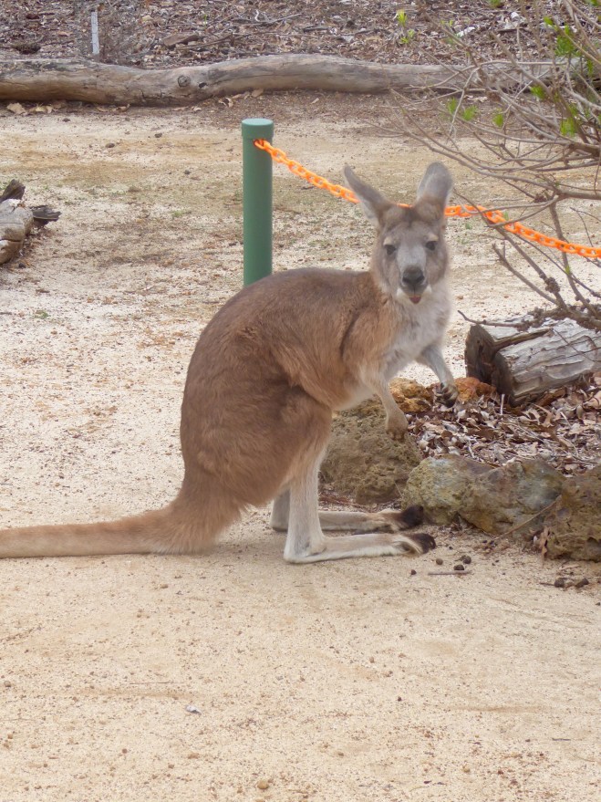 A kangaroo named Honey