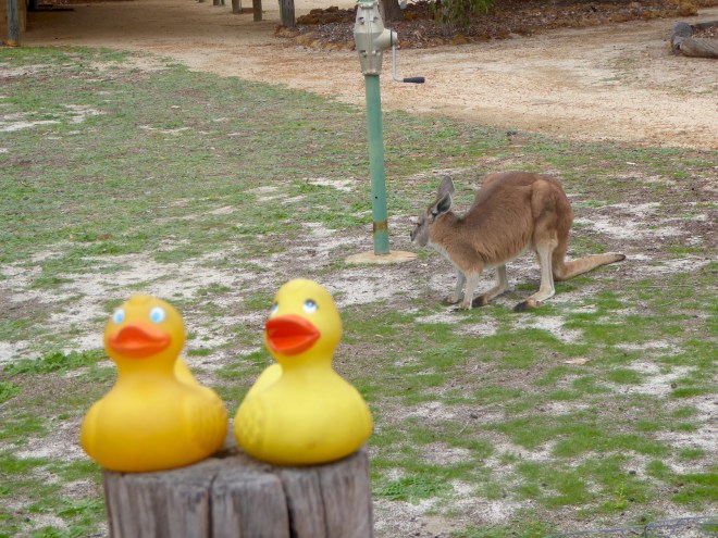 Honey likes Zeb and Eider